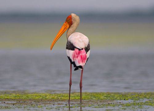 Painted Stork