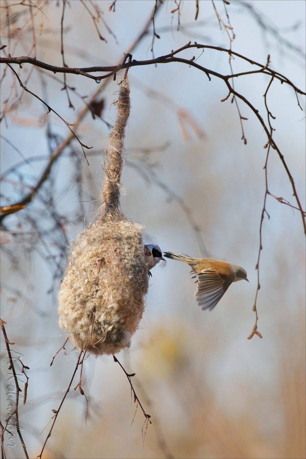 , Ковалевич А.