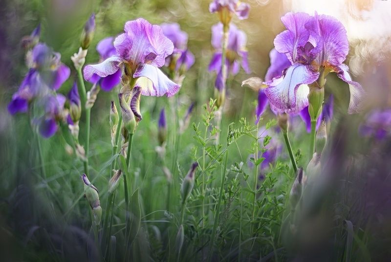 Ирисы фото превью