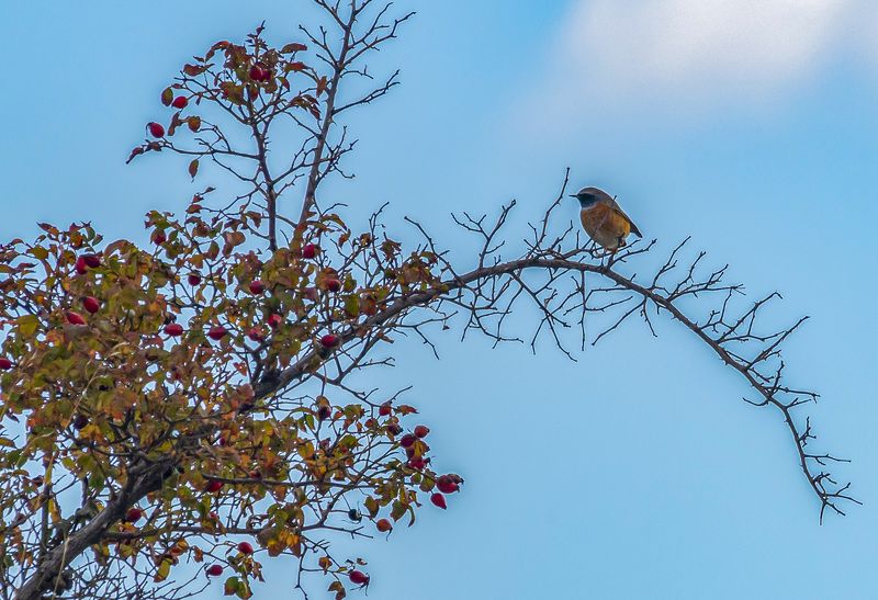осень, птицы, горихвостка, крым, казантипский заповедник Горихвостка на шиповнике фото превью
