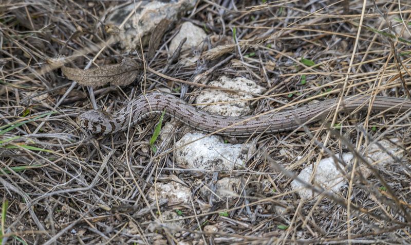 крым, казантипский заповедник , безногая ящерица, желтопузик Желтопузик фото превью