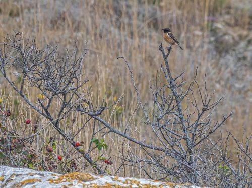 Черноголовый чекан