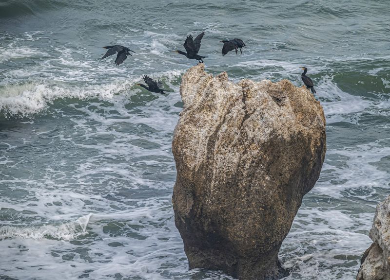 крым, казантипский заповедник, птицы, большой баклан Море волнуется... фото превью