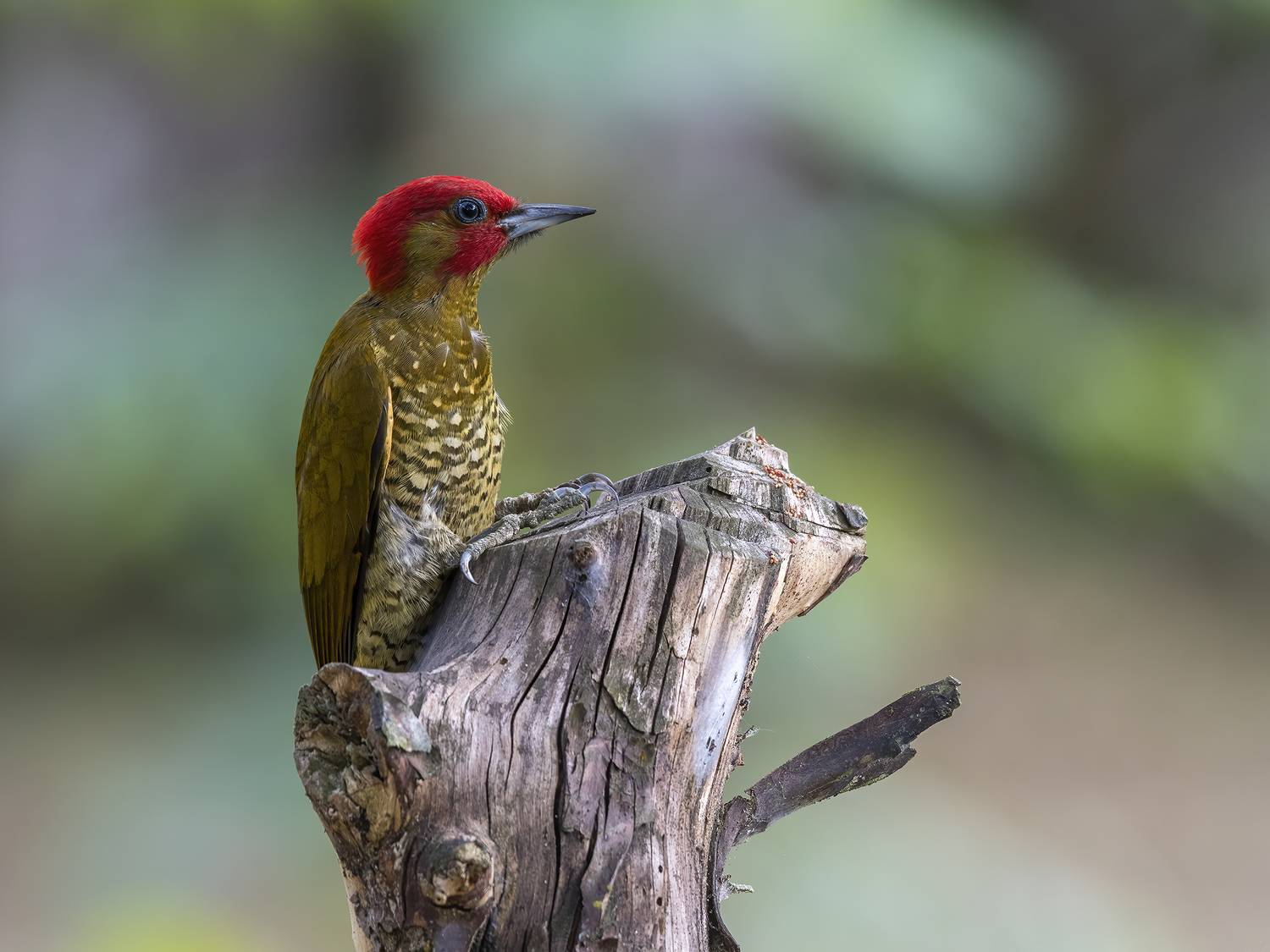 , Burgalin Sequeira Fernando