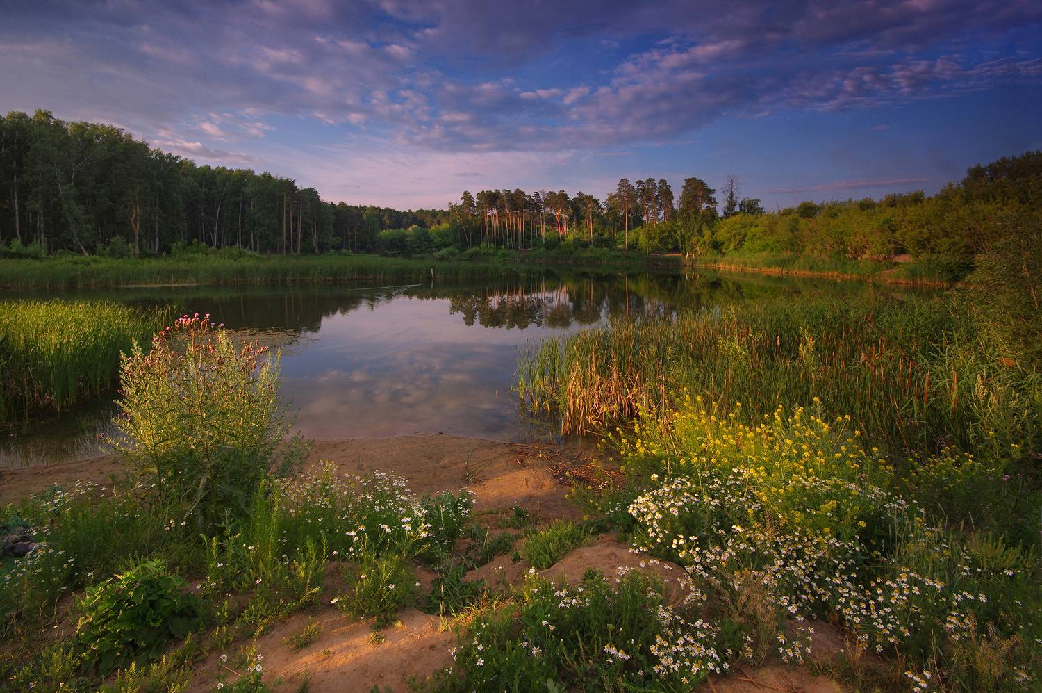 лето, утро, рассвет, озеро, вода, цветы, новосибирск, сосновый бор, Чичкин Валерий