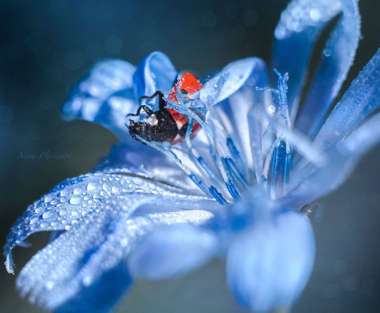 макрофотография, macro, макромир, макросъёмка, фотоприроды, nature, артфото, фотомакро, боке, мануальнаяоптика, макро, макрофото, макросъемка, красота, божьякоровка, улитка, цветок, Svetlana Smirnova