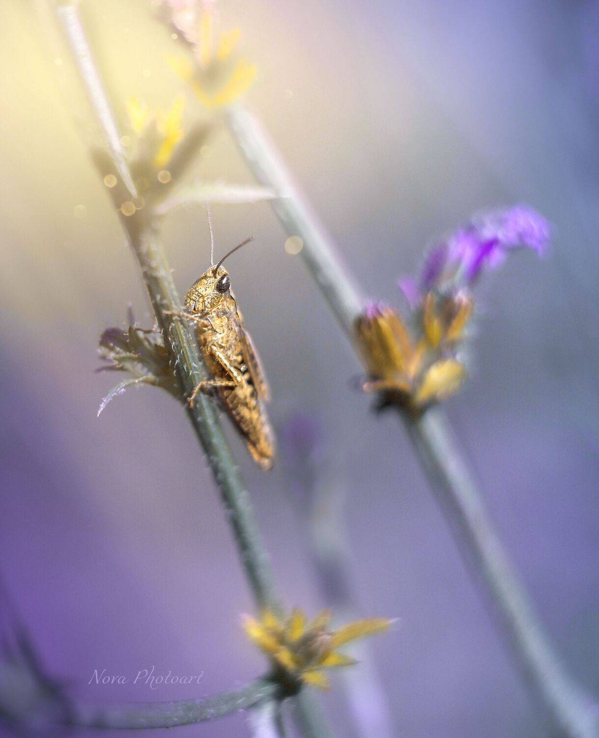 макрофотография, macro, макромир, макросъёмка, фотоприроды, nature, артфото, фотомакро, боке, мануальнаяоптика, макро, макрофото, макросъемка, красота, кузнечик, Svetlana Smirnova
