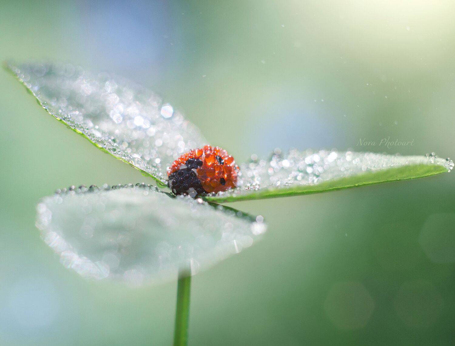 макрофотография, macro, макромир, макросъёмка, фотоприроды, nature, артфото, фотомакро, боке, мануальнаяоптика, макро, макрофото, макросъемка, красота, божьякоровка, клевер, капли, Svetlana Smirnova