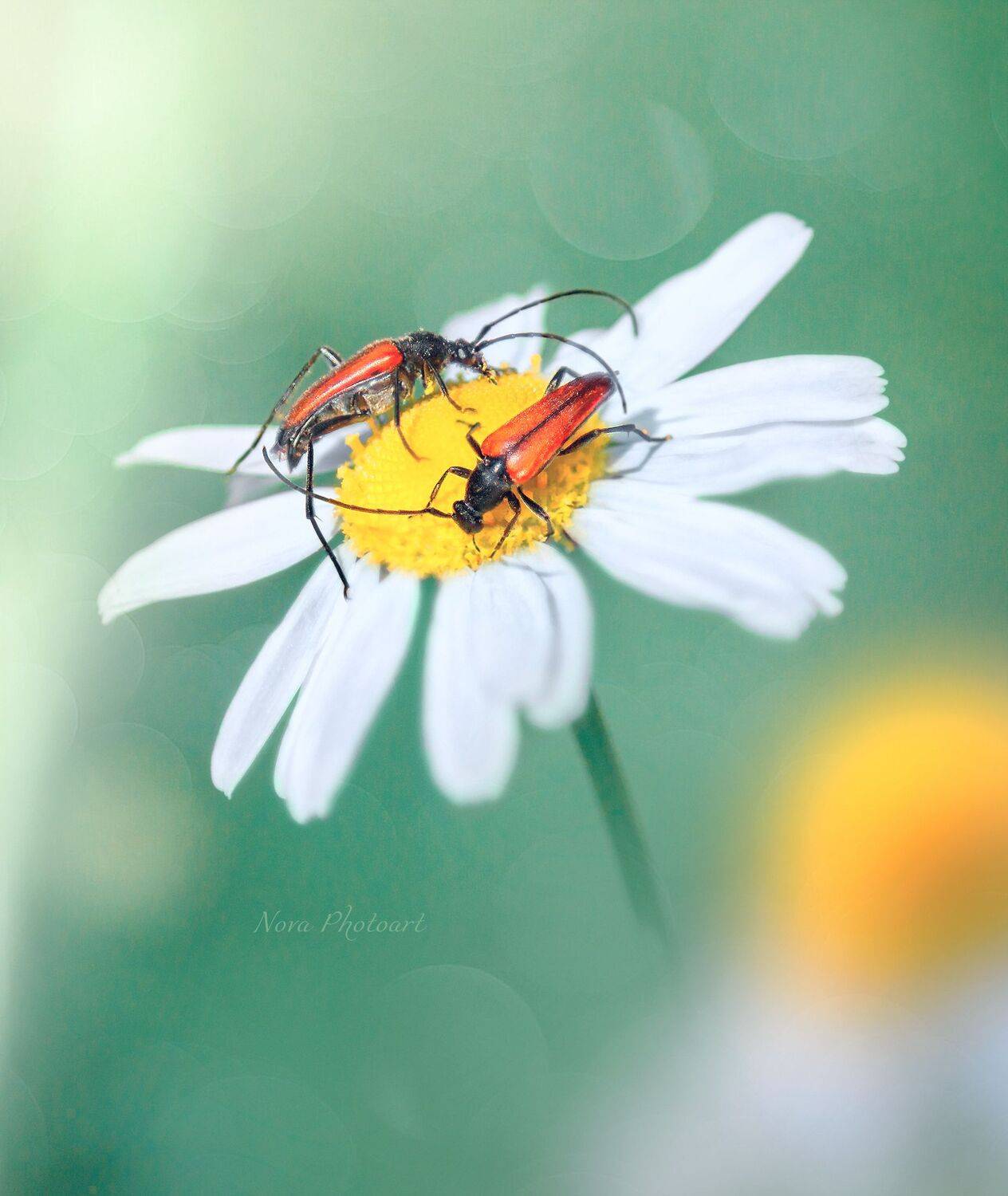 макрофотография, macro, макромир, макросъёмка, фотоприроды, nature, артфото, фотомакро, боке, мануальнаяоптика, макро, макрофото, макросъемка, красота, жуки, ромашка, Svetlana Smirnova