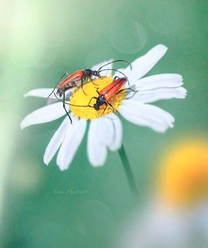 Парочка