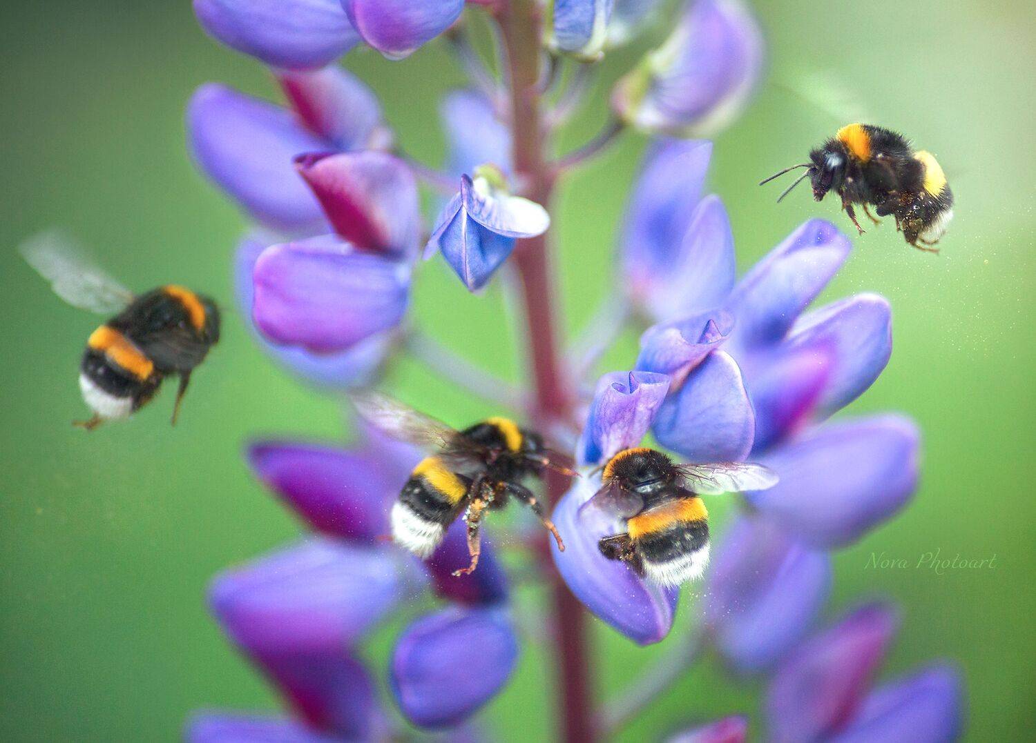 макрофотография, macro, макромир, макросъёмка, фотоприроды, nature, артфото, фотомакро, боке, мануальнаяоптика, макро, макрофото, макросъемка, красота, шмель, шмели, цветы, нектар, люпин, люпины, Svetlana Smirnova