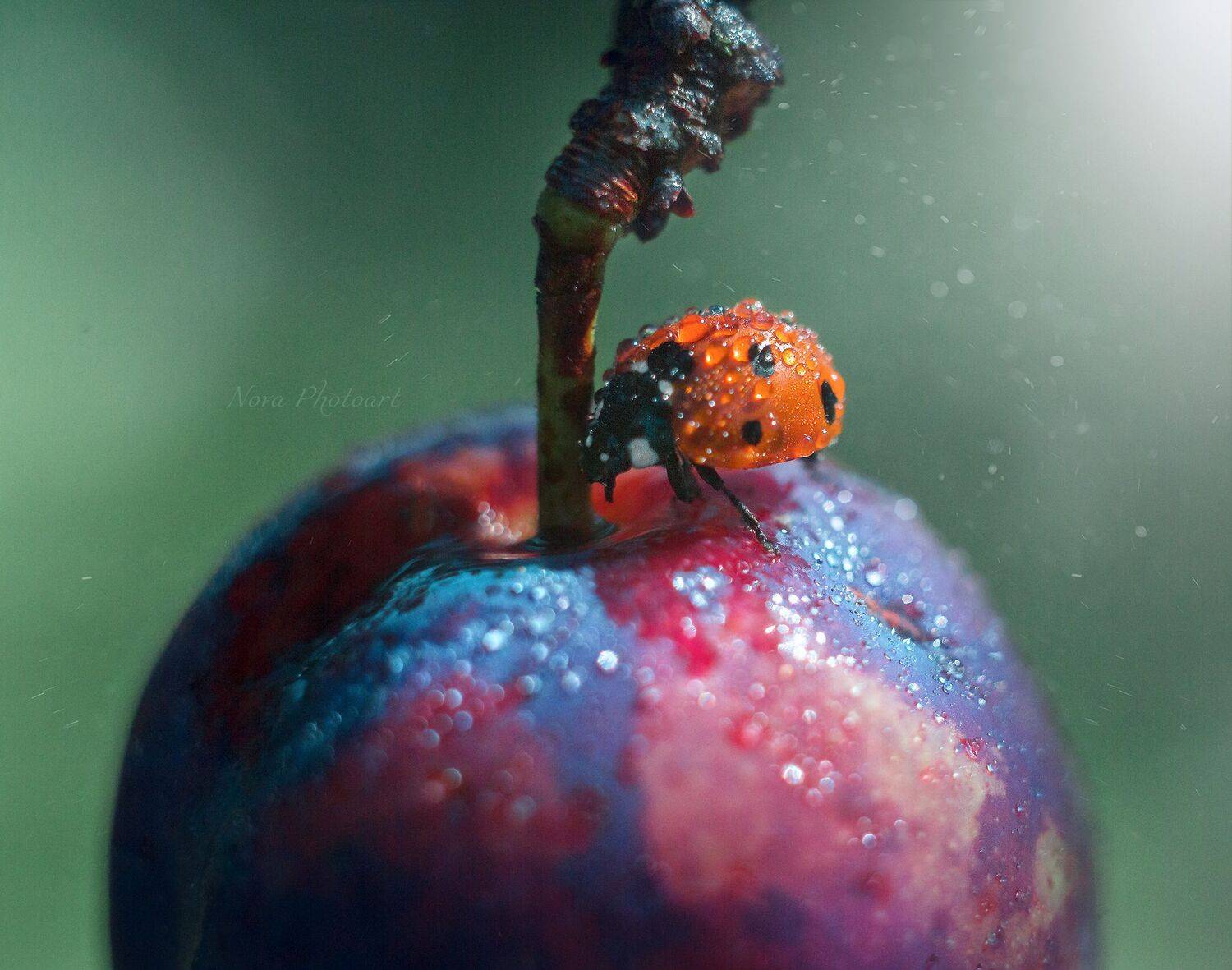 макрофотография, macro, макромир, макросъёмка, фотоприроды, nature, артфото, фотомакро, боке, мануальнаяоптика, макро, макрофото, макросъемка, красота, божьякоровка, слива, роса, капли, Svetlana Smirnova
