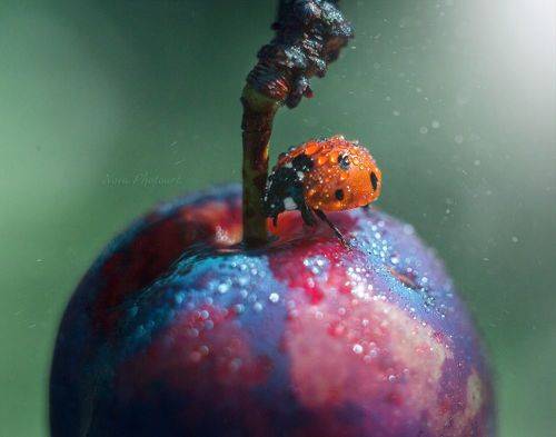 Маленький принц