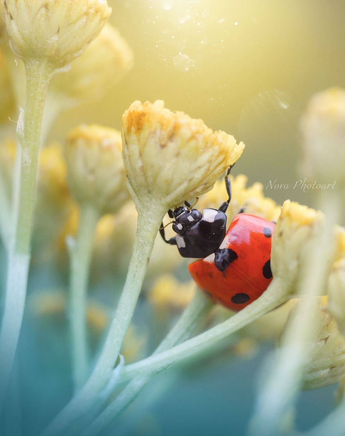 макрофотография, macro, макромир, макросъёмка, фотоприроды, nature, артфото, фотомакро, боке, мануальнаяоптика, макро, макрофото, макросъемка, красота, божьякоровка, цветок, Svetlana Smirnova