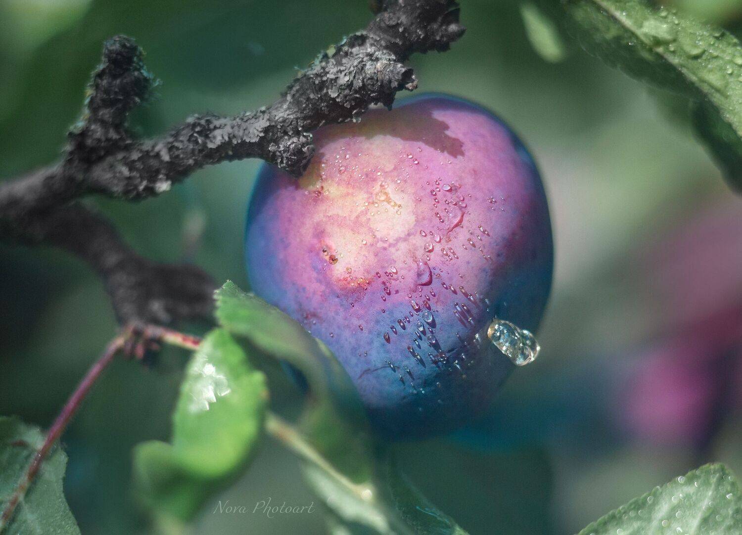 макрофотография, macro, макромир, макросъёмка, фотоприроды, nature, артфото, фотомакро, боке, мануальнаяоптика, макро, макрофото, макросъемка, красота, слива, фрукт, Svetlana Smirnova