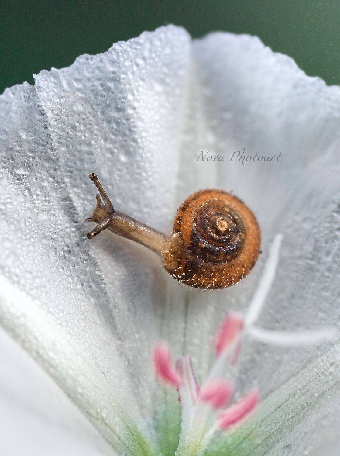 макрофотография, macro, макромир, макросъёмка, фотоприроды, nature, артфото, фотомакро, боке, мануальнаяоптика, макро, макрофото, макросъемка, красота, улитка, цветок, Svetlana Smirnova
