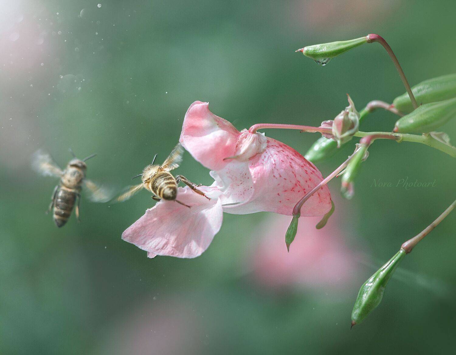 макрофотография, macro, макромир, макросъёмка, фотоприроды, nature, артфото, фотомакро, боке, мануальнаяоптика, макро, макрофото, макросъемка, красота, пчела, пчёлы, цветок, Svetlana Smirnova