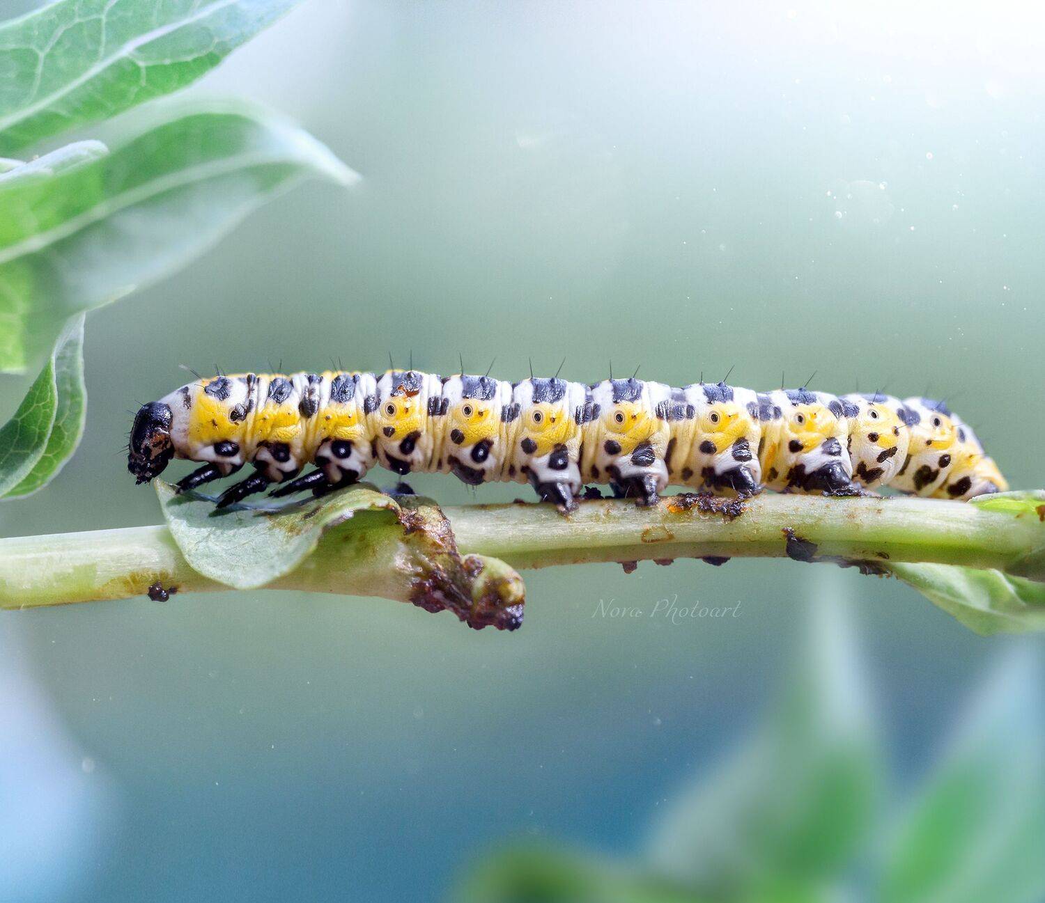 макрофотография, macro, макромир, макросъёмка, фотоприроды, nature, артфото, фотомакро, боке, мануальнаяоптика, макро, макрофото, макросъемка, гусеница, насекомое, желтый, Svetlana Smirnova
