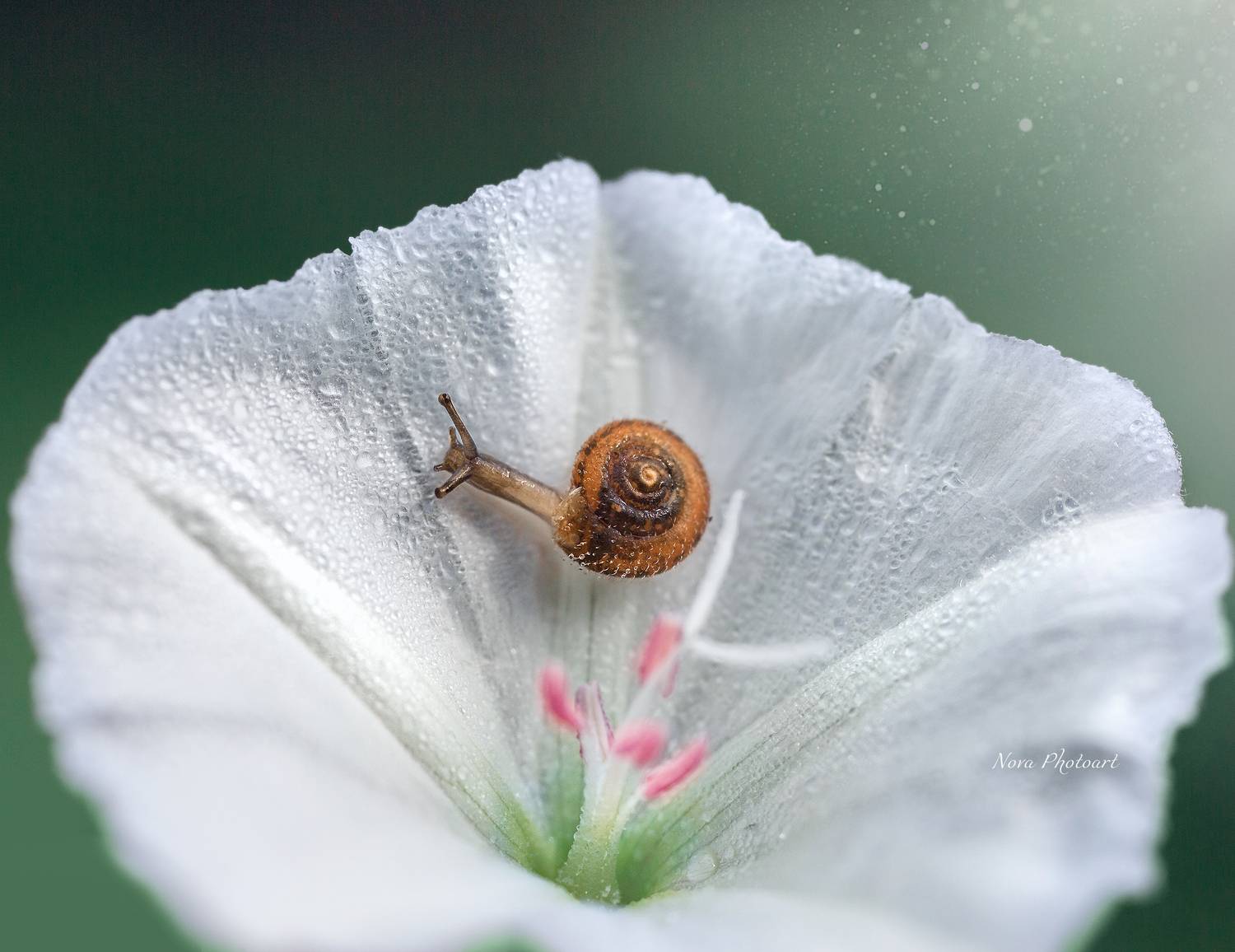 макрофотография, macro, макромир, макросъёмка, фотоприроды, nature, артфото, фотомакро, боке, мануальнаяоптика, макро, макрофото, макросъемка, красота, улитка, цветок, Svetlana Smirnova