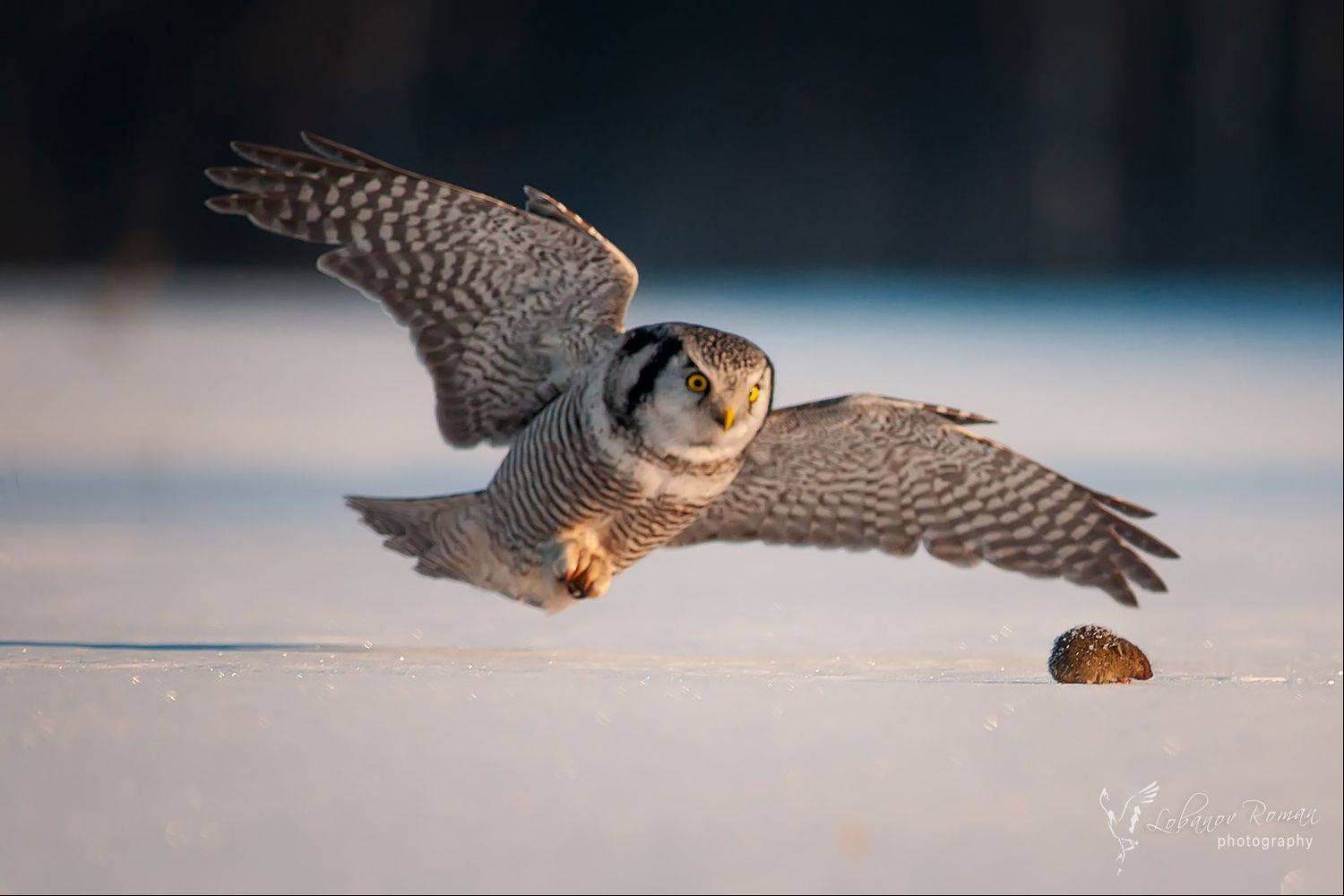 ястребиная, сова, лобанов, пересвет, Лобанов Роман