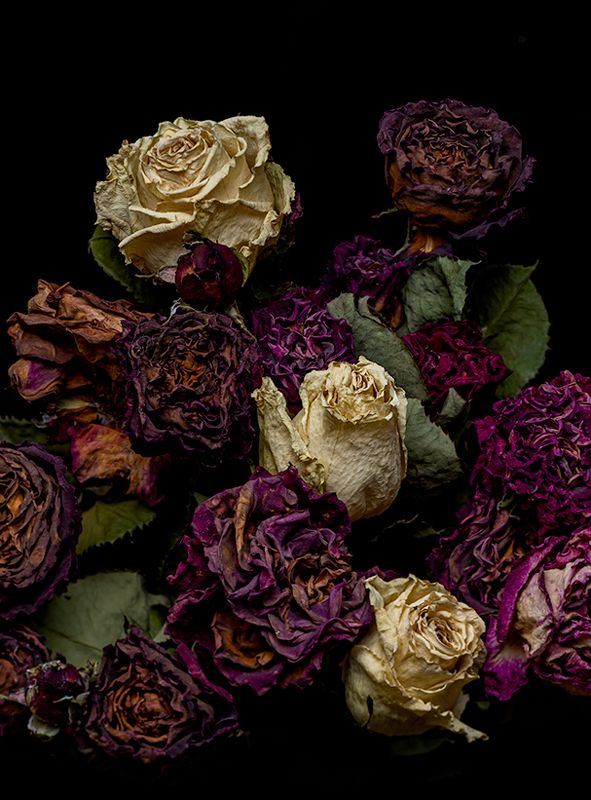 Rose in black background фото превью