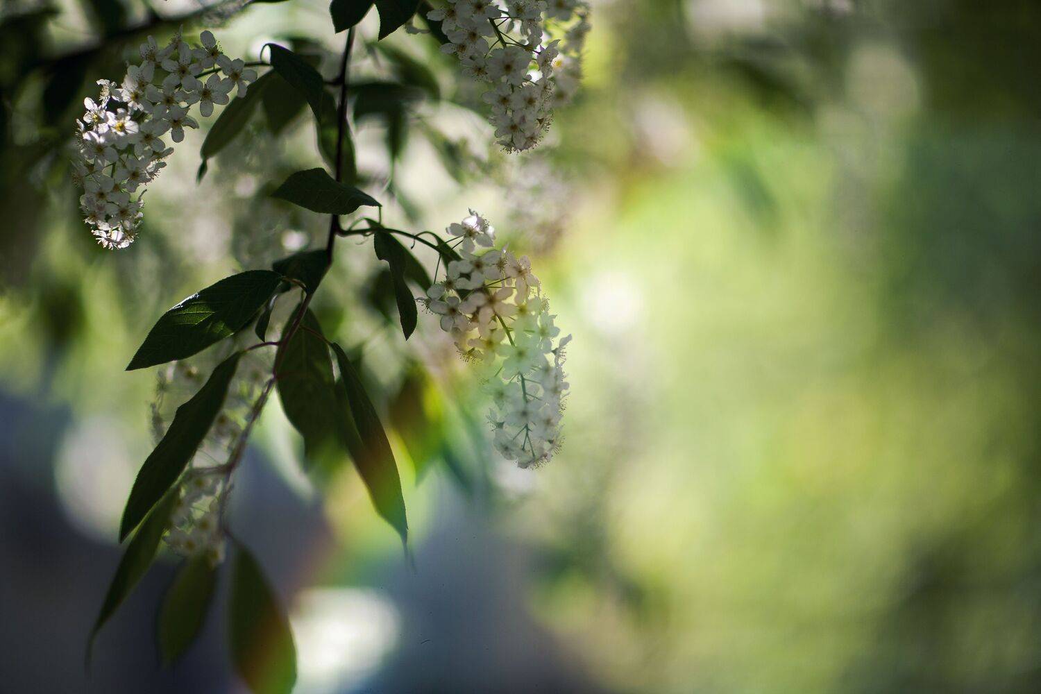 черемуха, Lilia Tkachenko