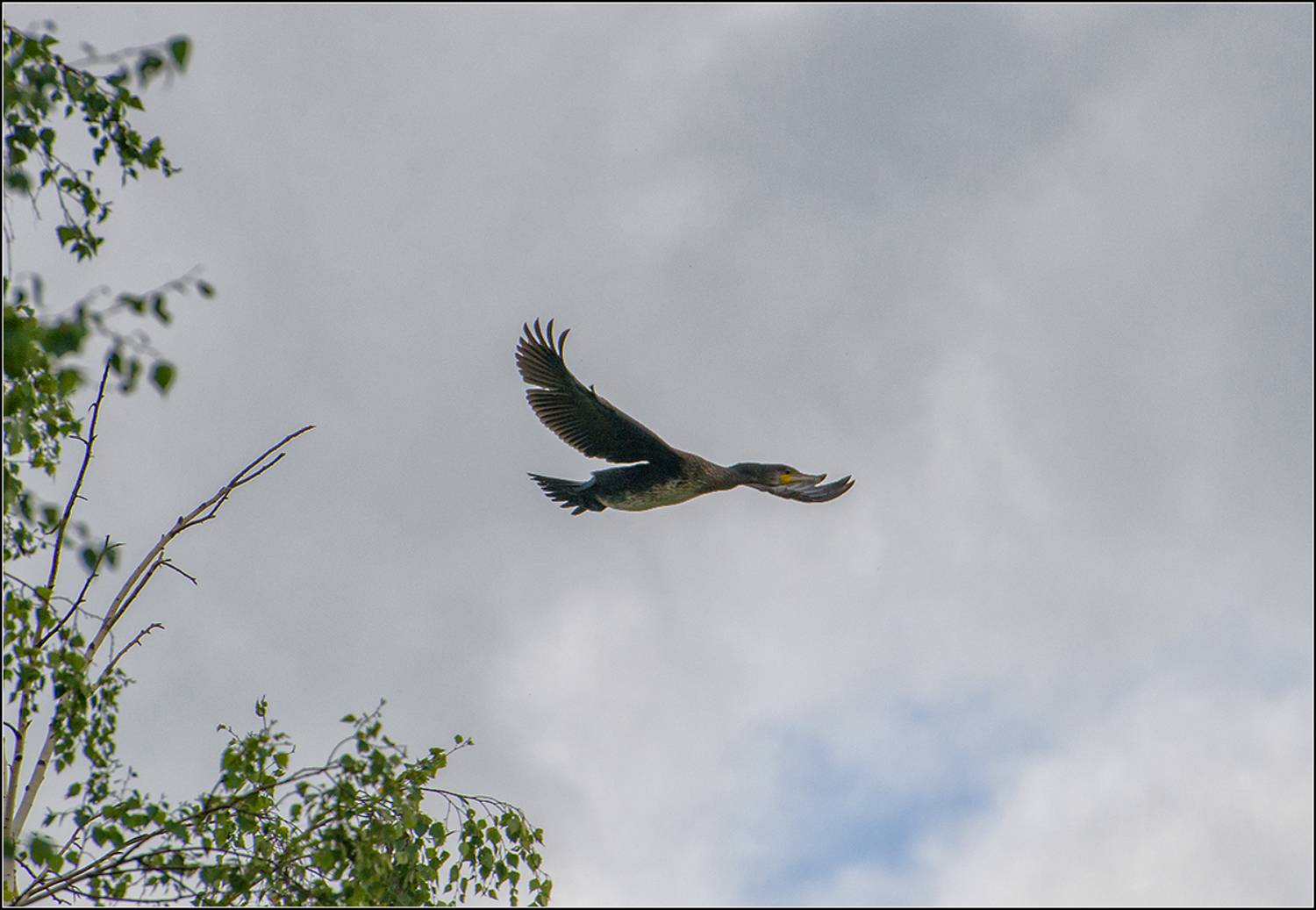 московская область, лето, птица, АНАТОЛИЙ ДОВЫДЕНКО