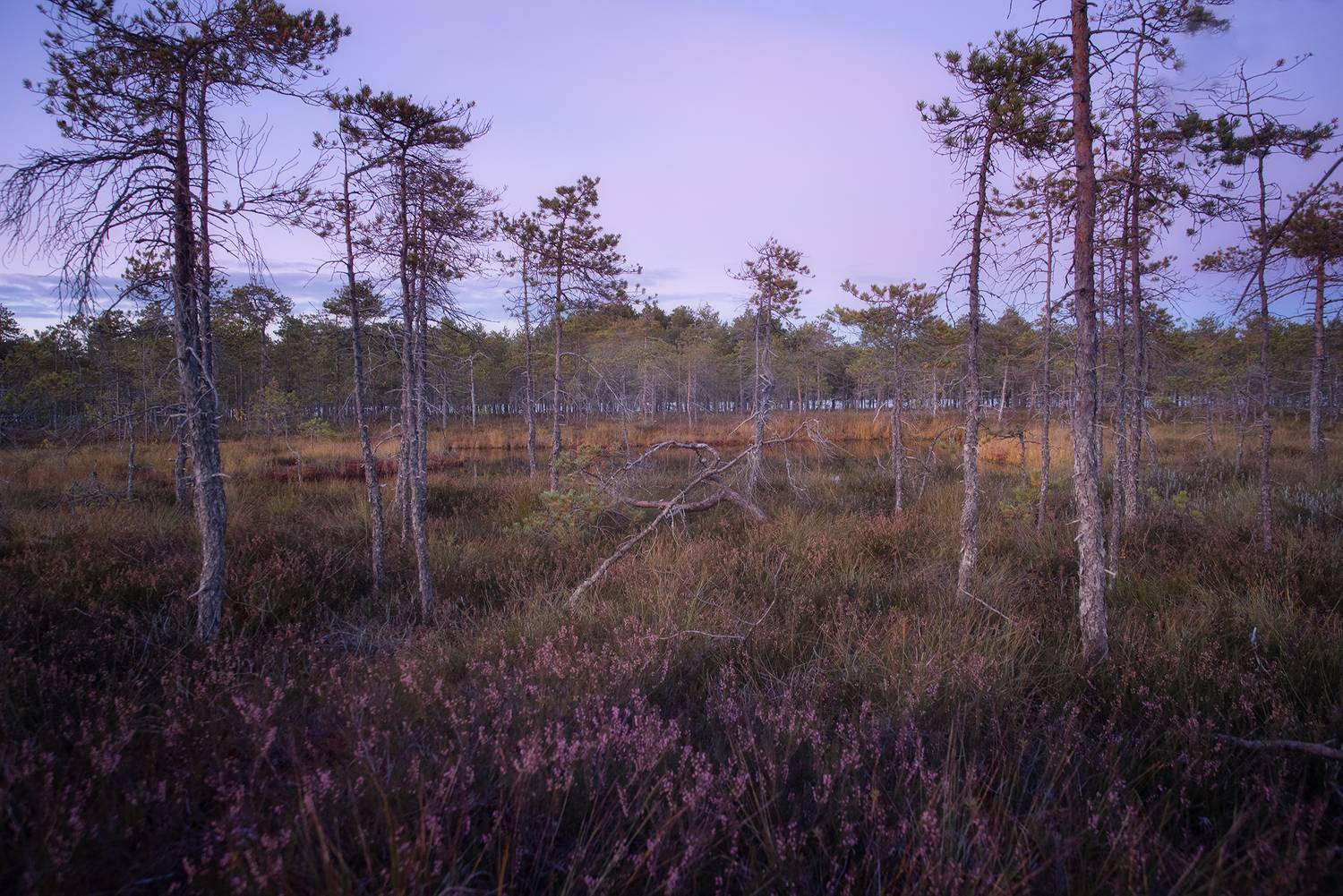 болота, карелия, осень, Чавыкина Анастасия