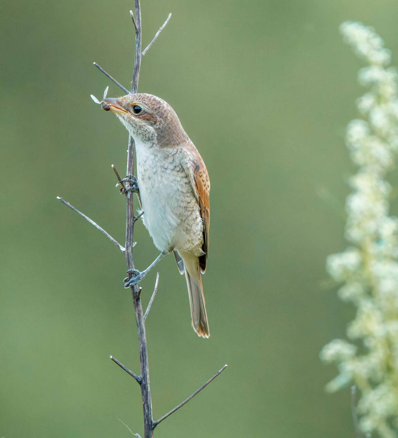 , Дэм Константин