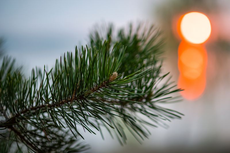 *** фото превью