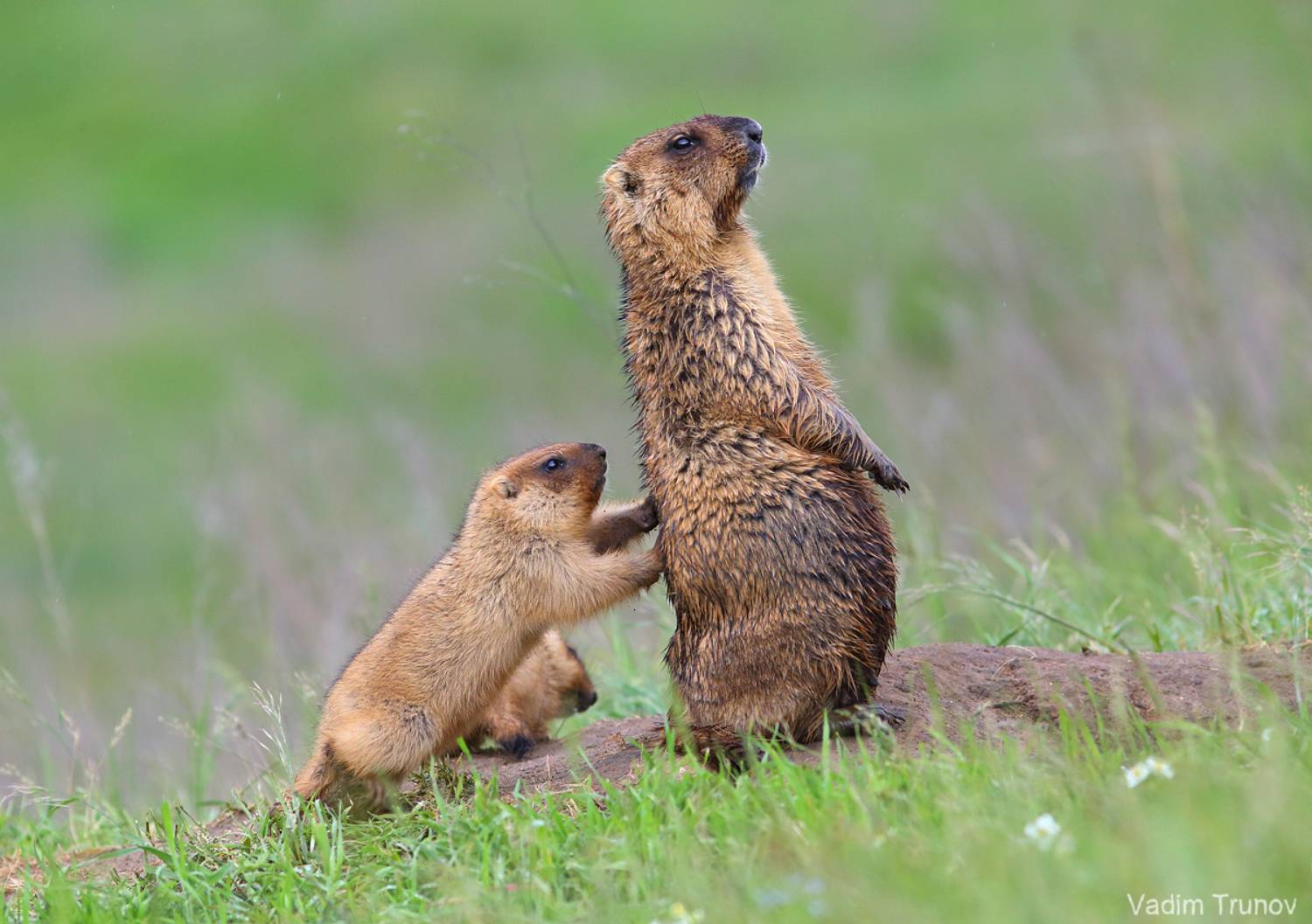 сурок, байбак, marmot, Вадим Трунов