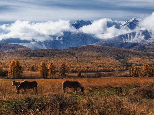 Алтайский колорит
