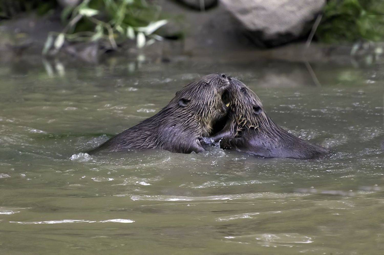 бобры, река, борьба, Сытина Наталия
