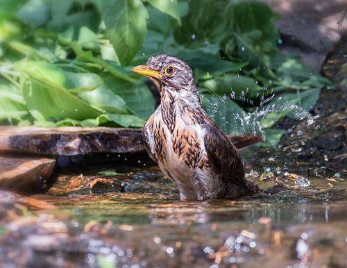 Водные процедуры в жаркий день.