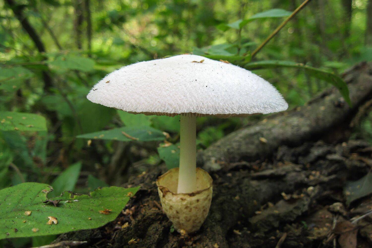 гриб, volvariella bombycina, вольвариелла шелковистая, КарОл