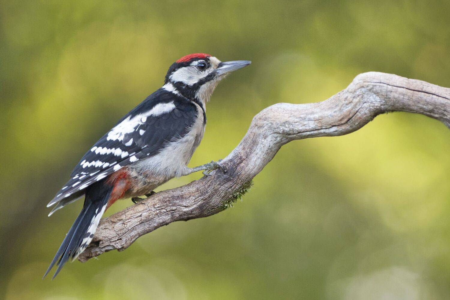, Евгени Стефанов