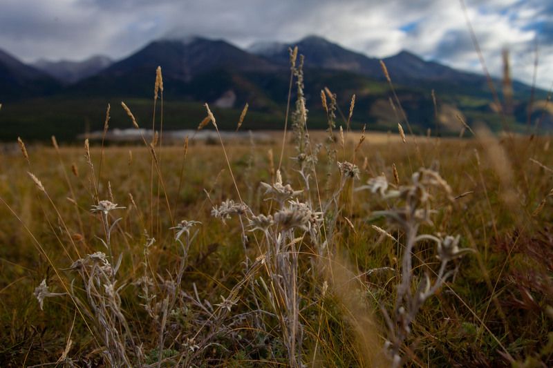 Эдельвейс фото превью