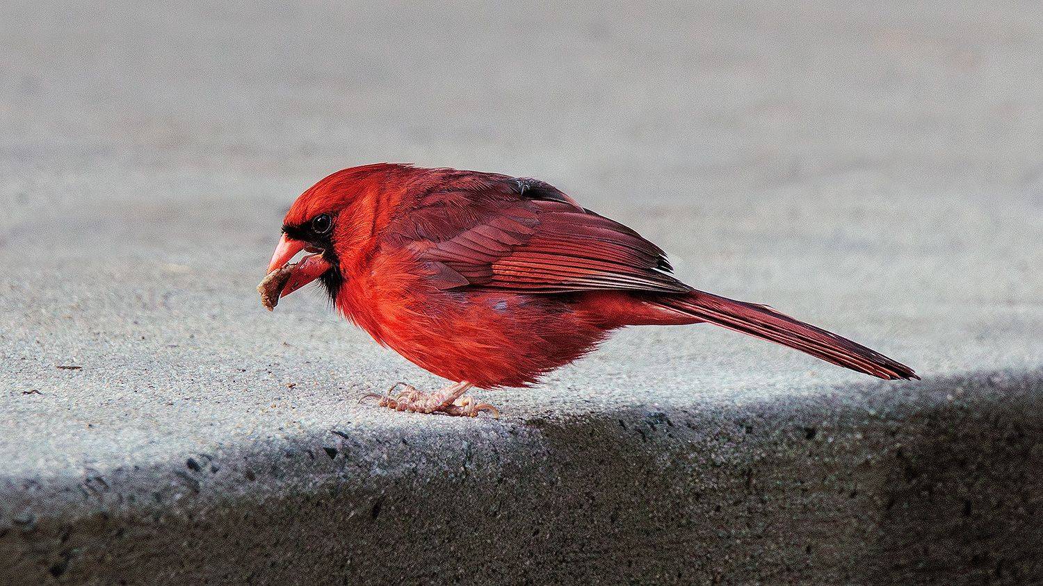 , Леонид Дьяченко