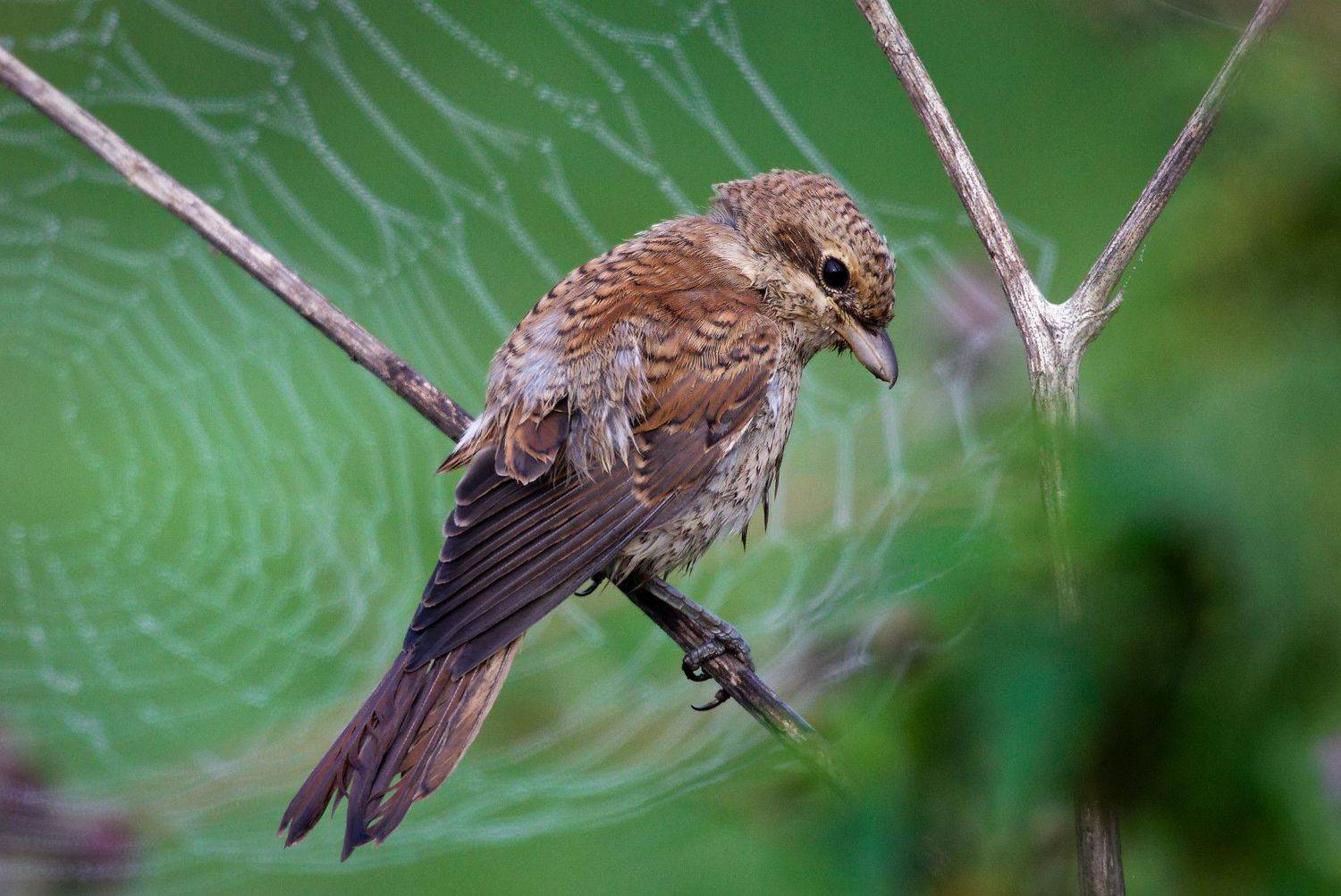 , Гильманов Артур