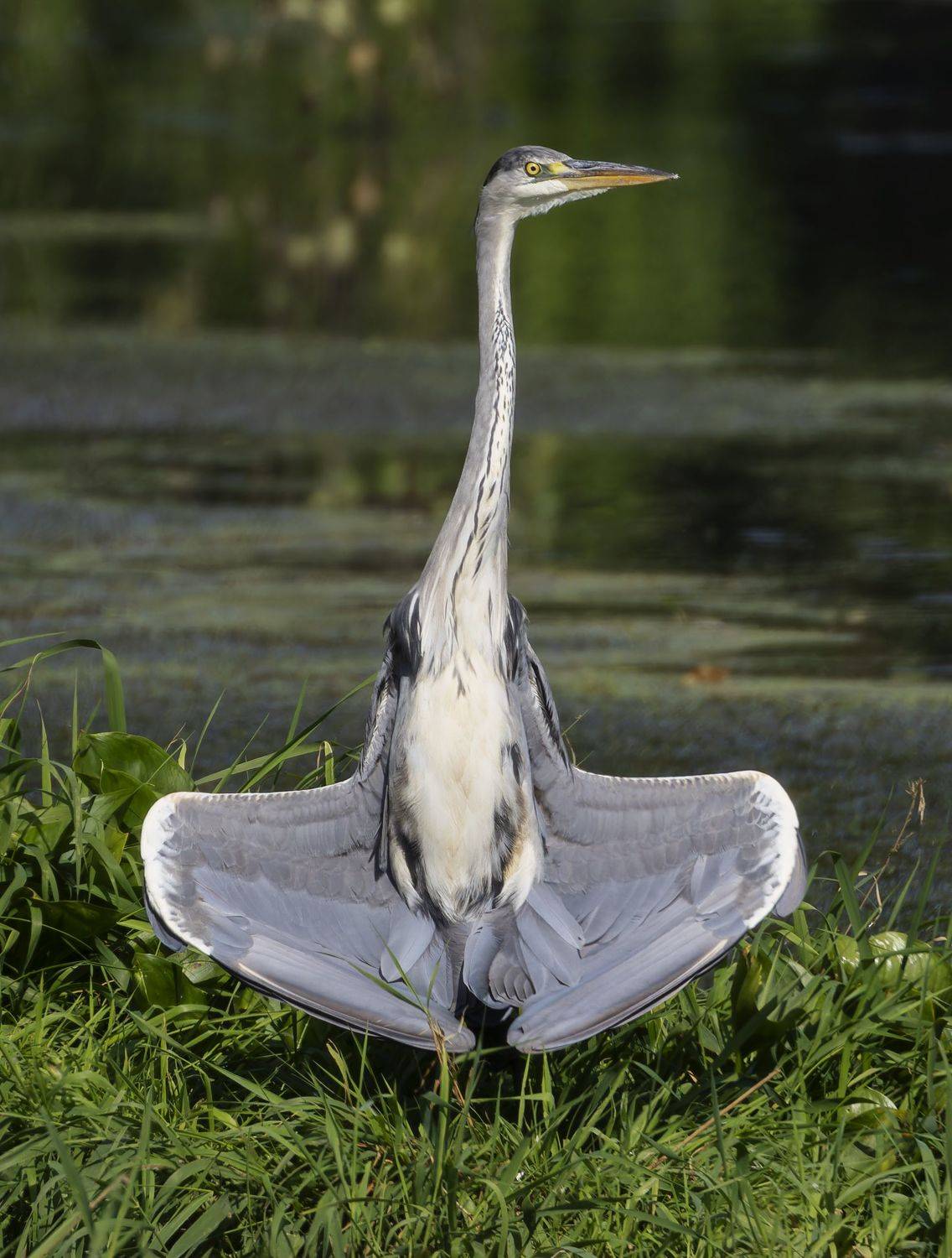 серая цапля, цапля, птицы, фото птиц, Александр Шипиленко