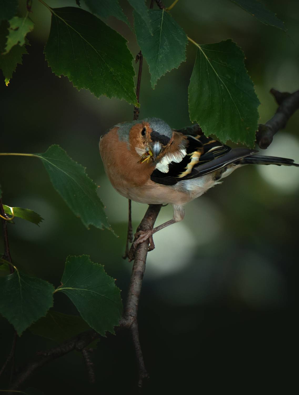 , Анастасия Крылова