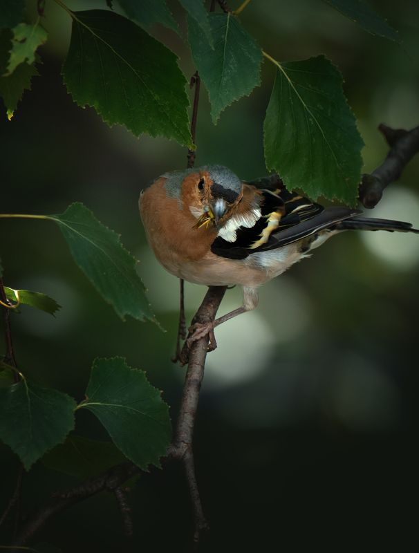 с вкусняшкой фото превью