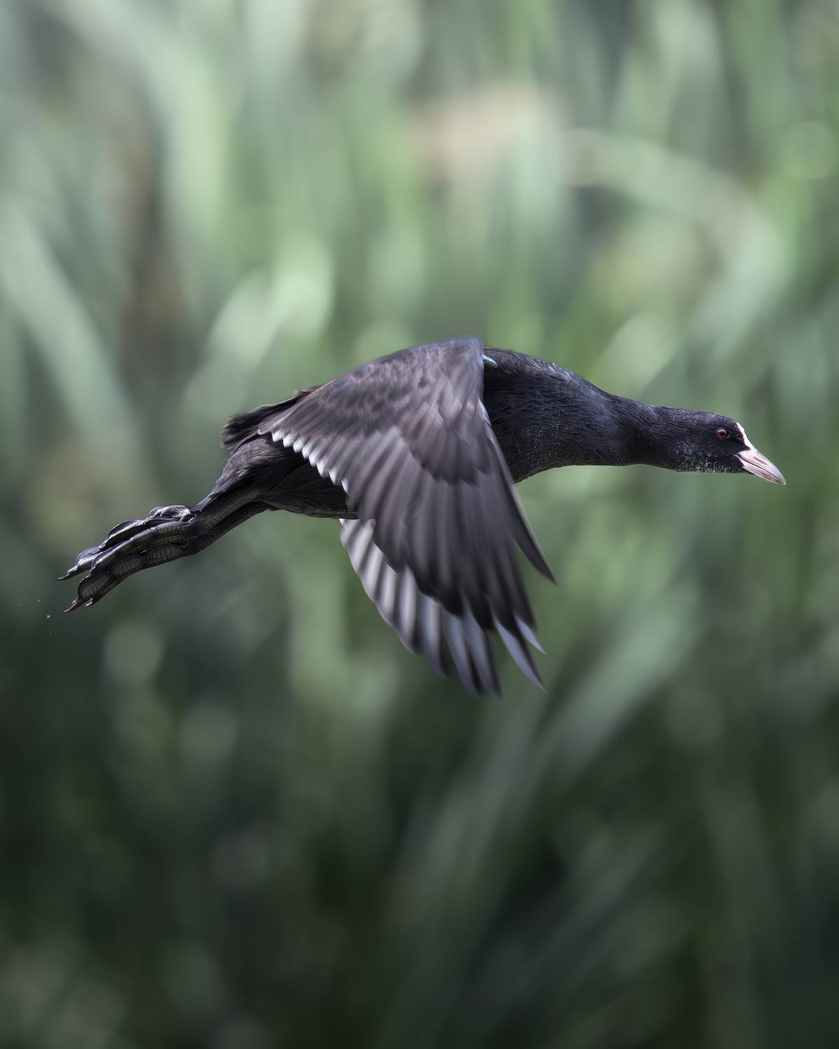 , Поляков Михаил