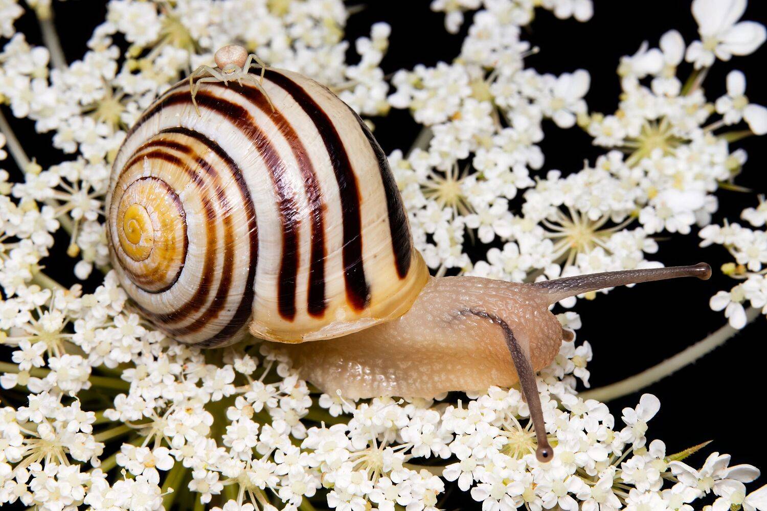 spider, snail, macrophoto, macrophotography, nature, Stephane