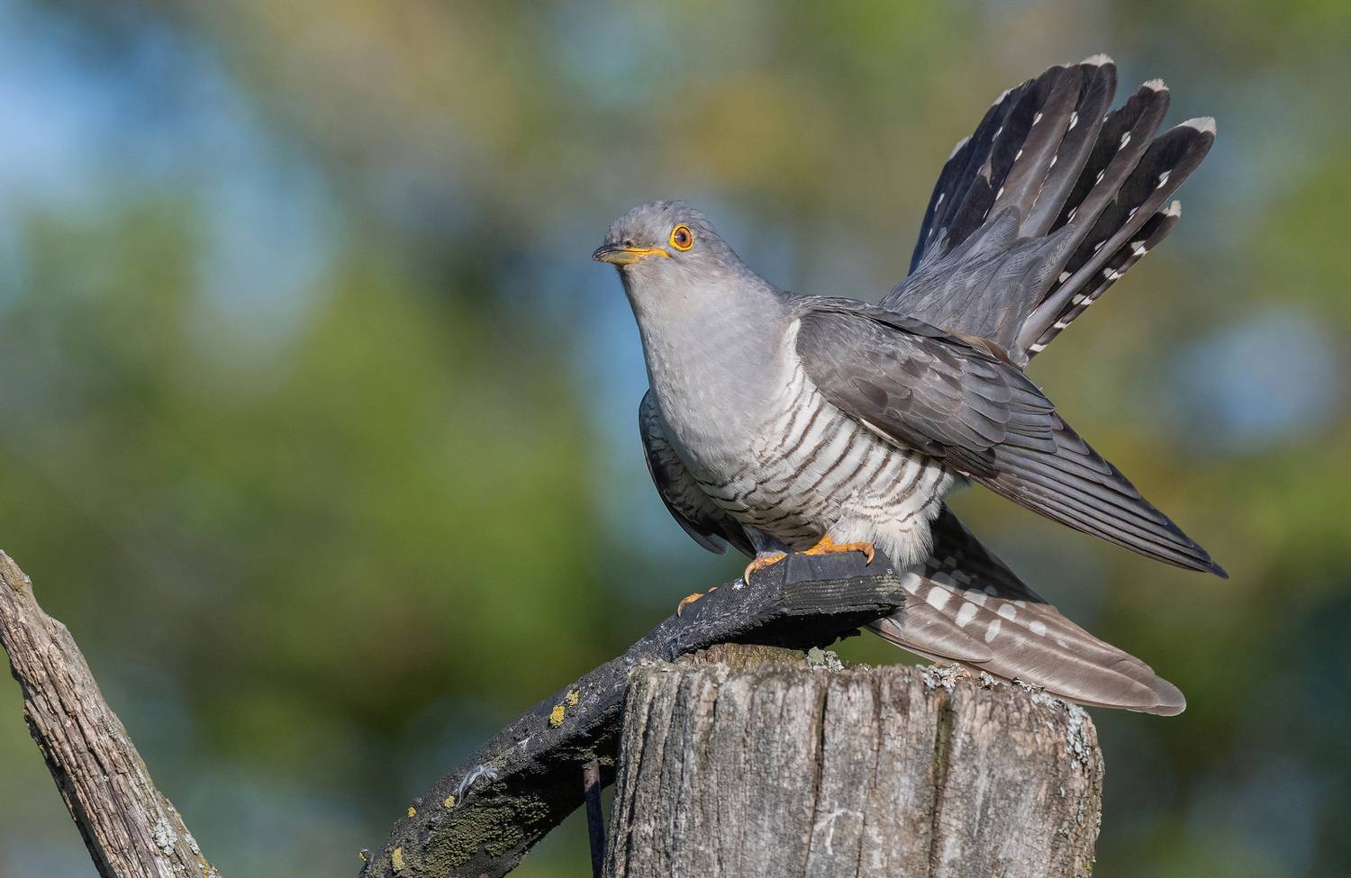 птицы, кукушка, фотоохота, природа, весна, лето, Сигушин Руслан