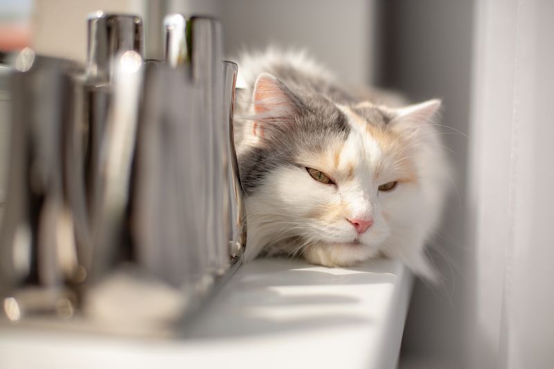 *** фото превью