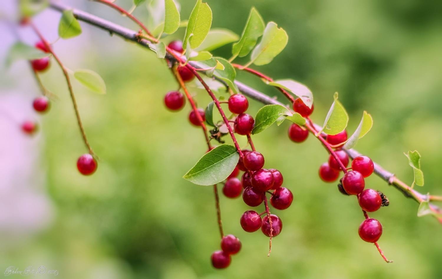 , Орлов Олег