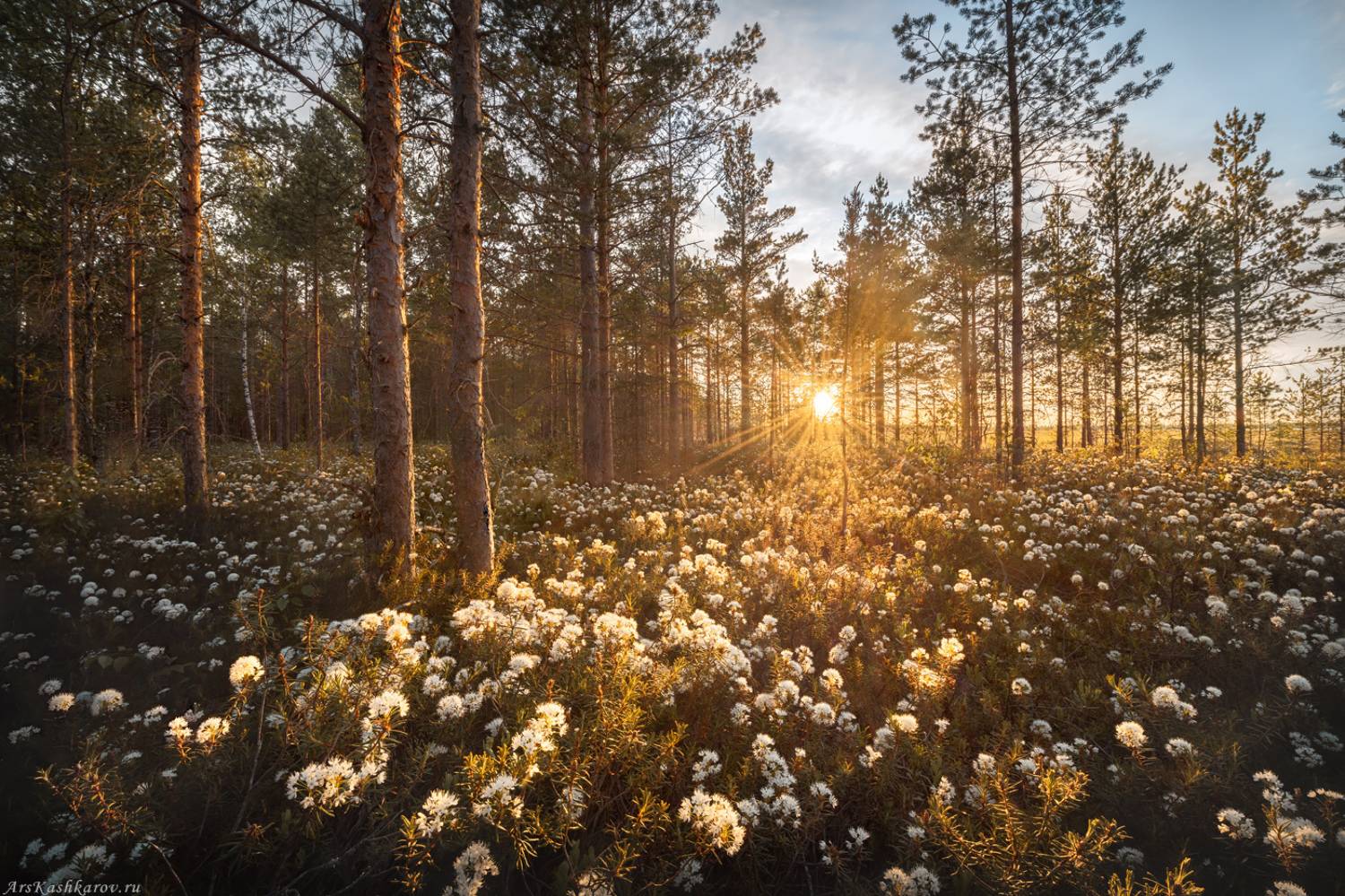 цветущее болото, Ленобласть, багульник, дурман болотный, опушка, болота, болотный туризм, Арсений Кашкаров