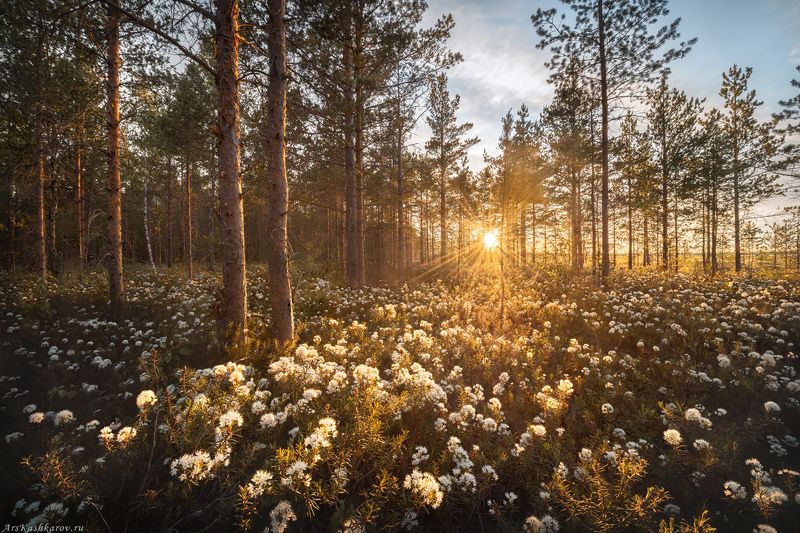 цветущее болото, Ленобласть, багульник, дурман болотный, опушка, болота, болотный туризм \