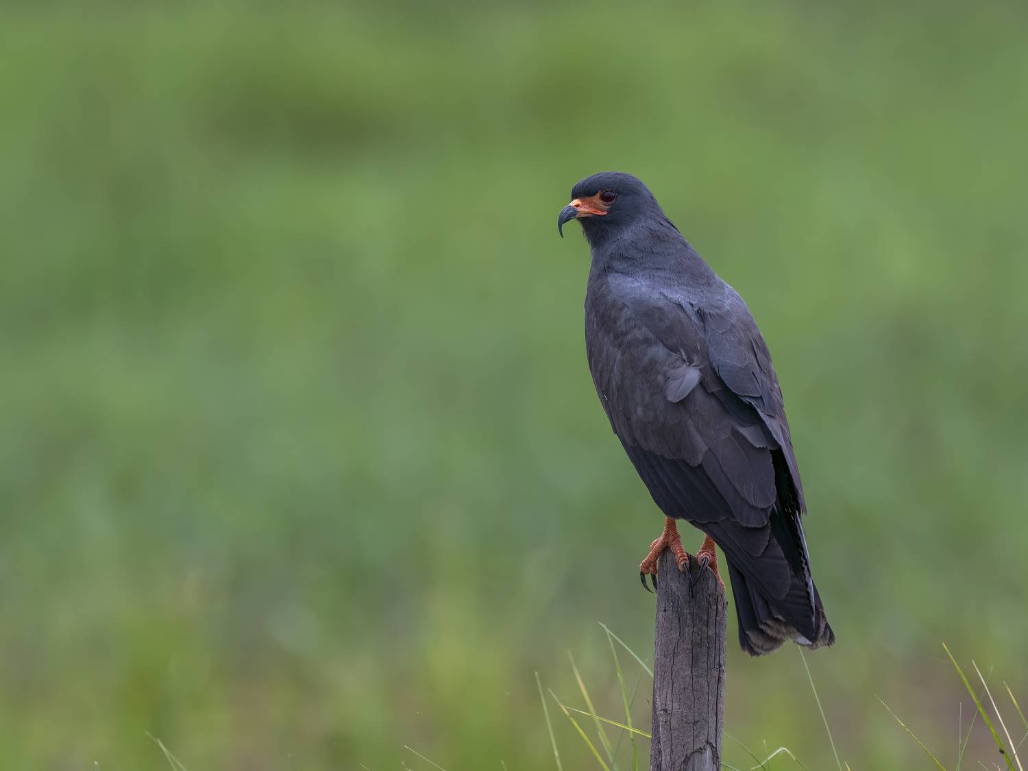 , Burgalin Sequeira Fernando